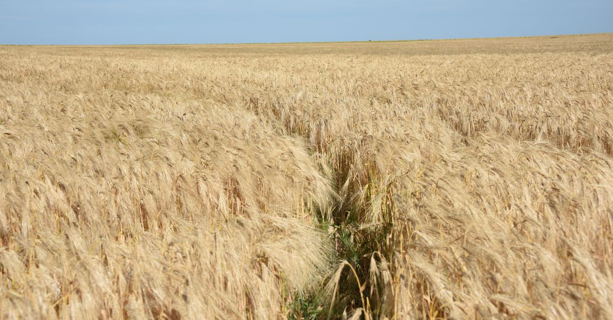 A vast field of golden wheat stretching under a clear blue summer sky, capturing the essence of agriculture.